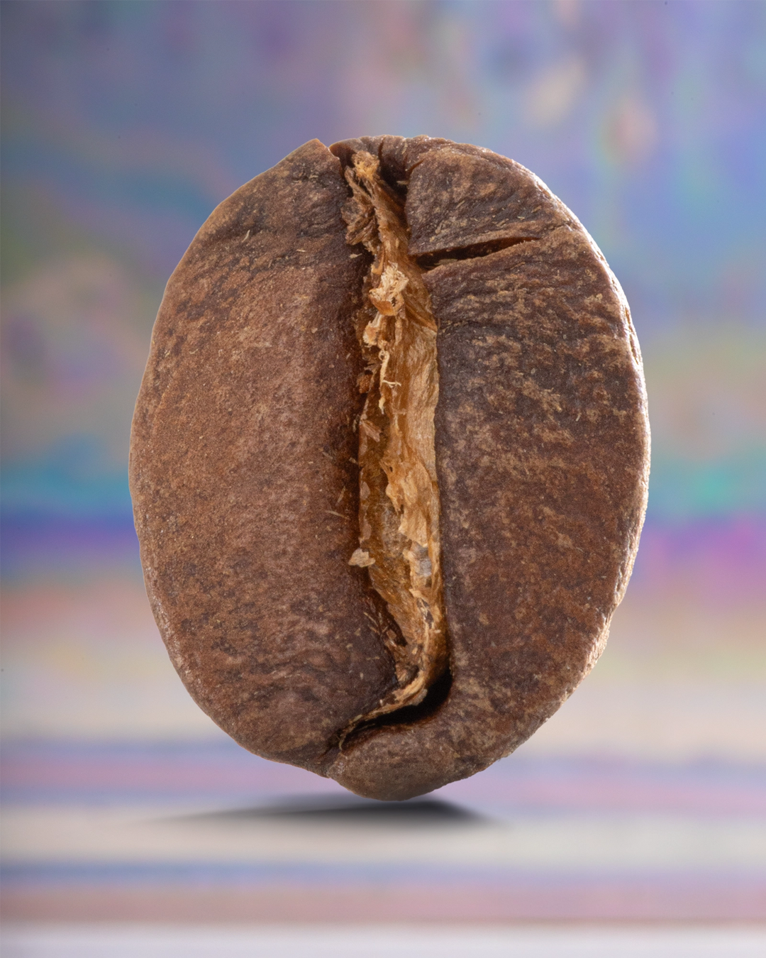 Guatemala Huehuetenango Jabiru