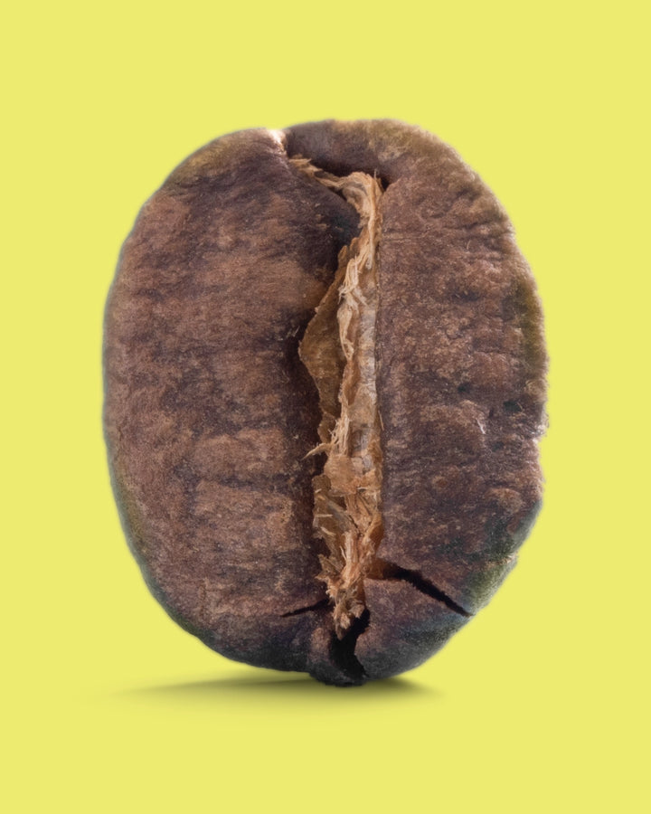 Dulima Excelso