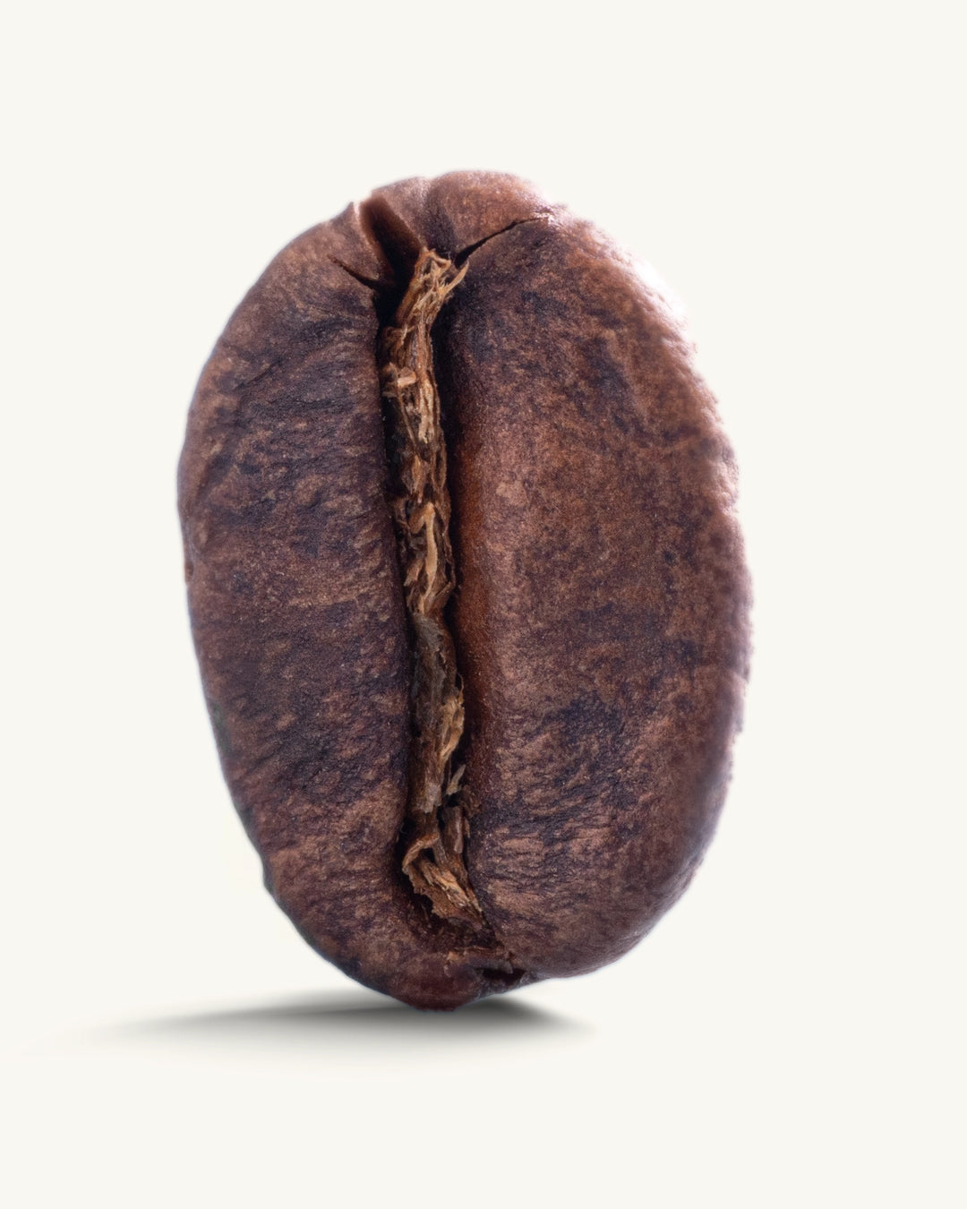 El Buho Excelso